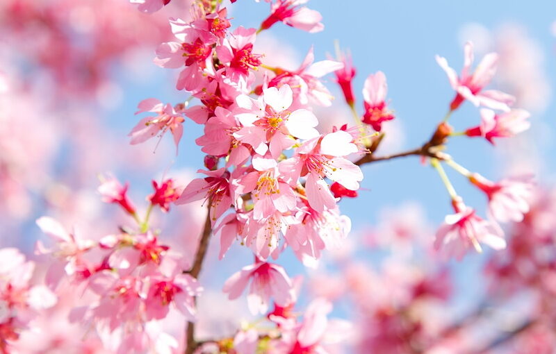 桜